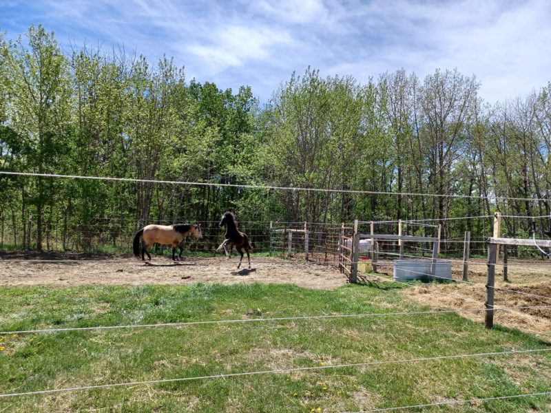 Ross Creek Equestrian