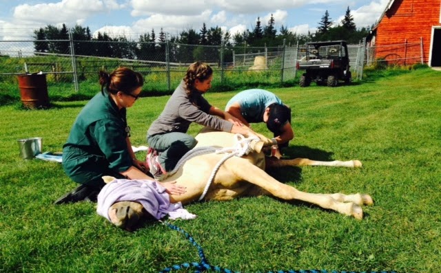 Iron Creek Veterinary Hospital